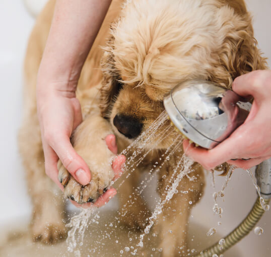 reunite with amenities pet spa